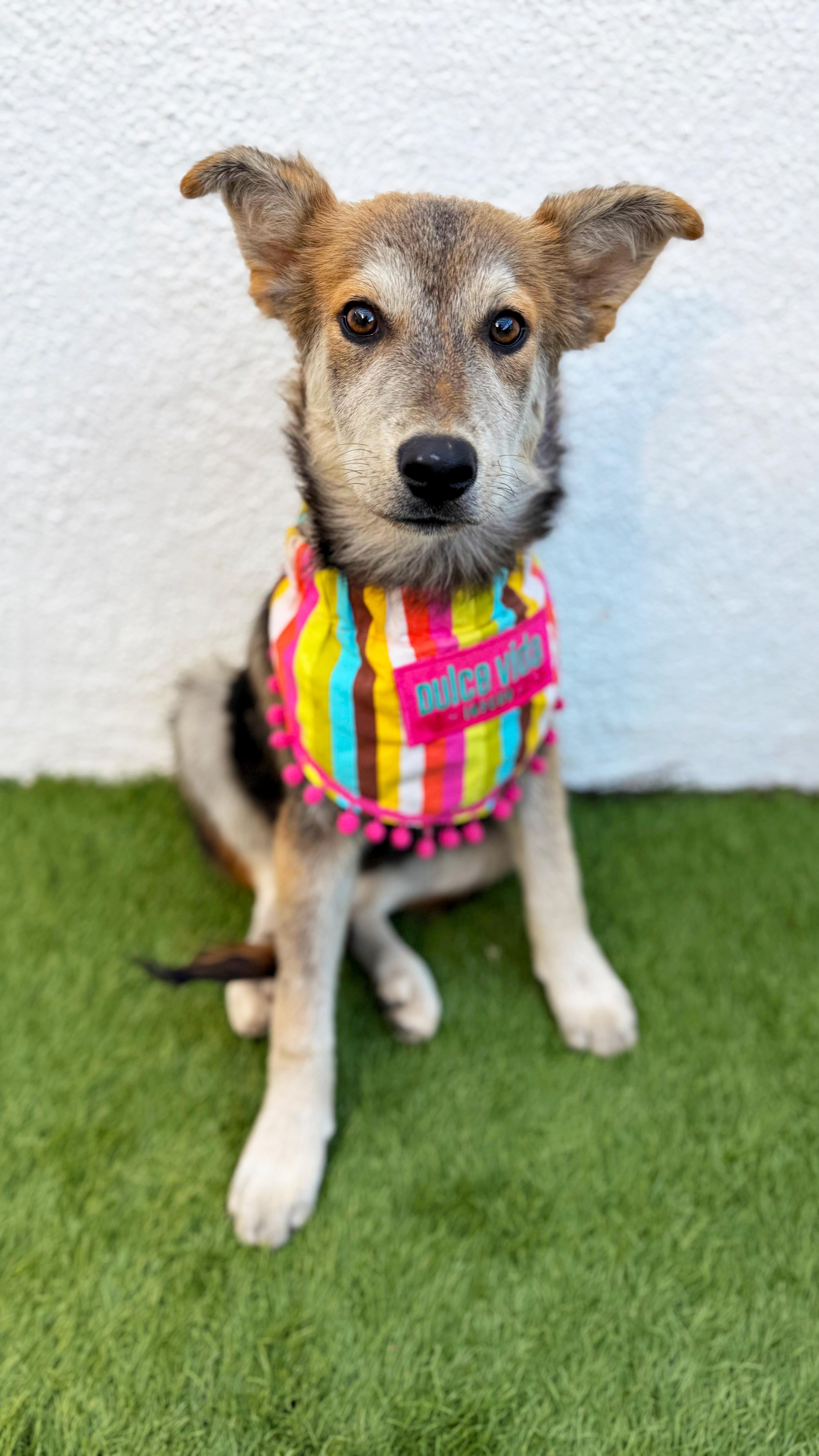 Enlarge LOVIE, a Adoptable mixed breed in San Diego, CA image 3/6