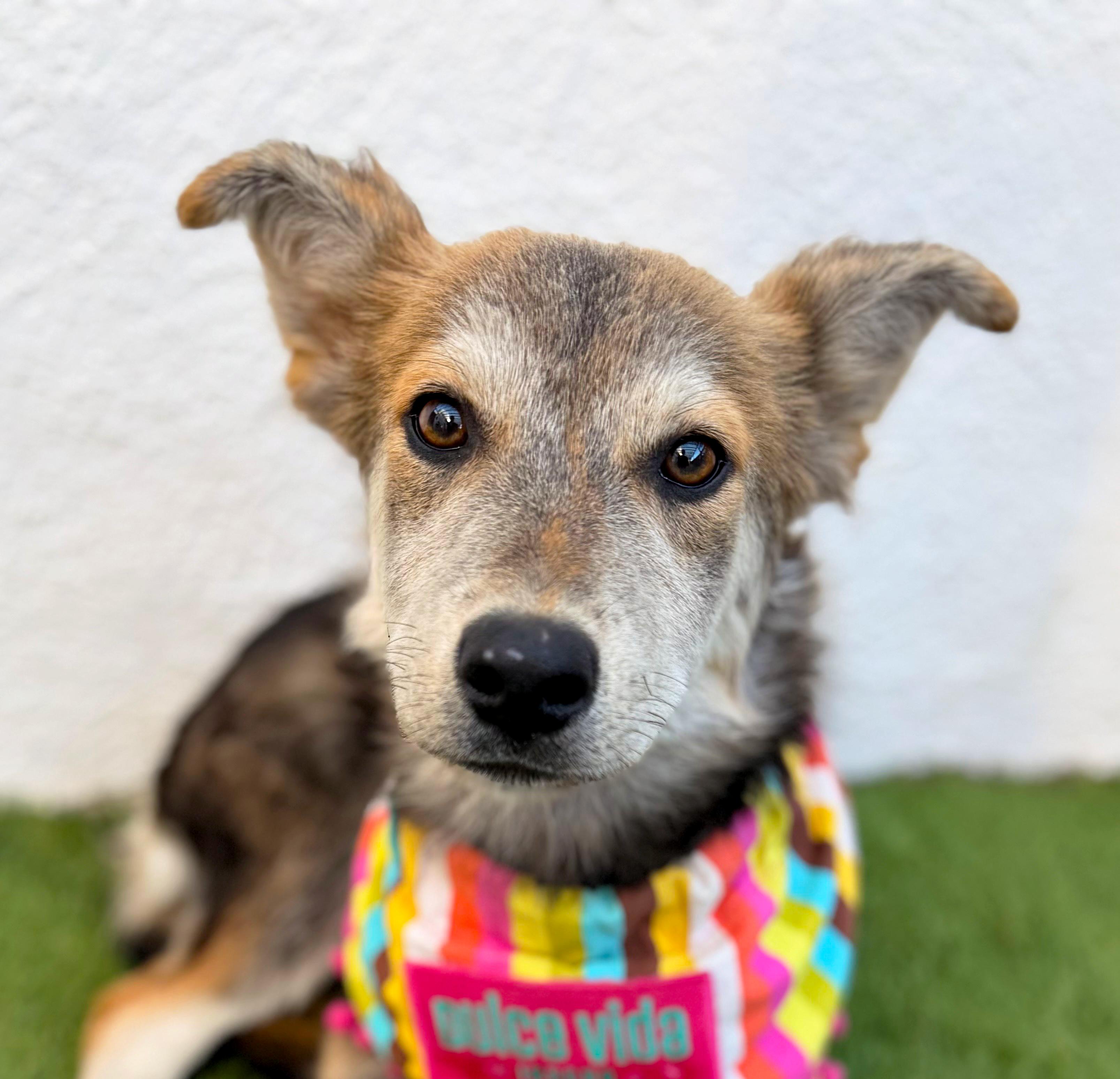 Enlarge LOVIE, a Adoptable mixed breed in San Diego, CA image 4/6