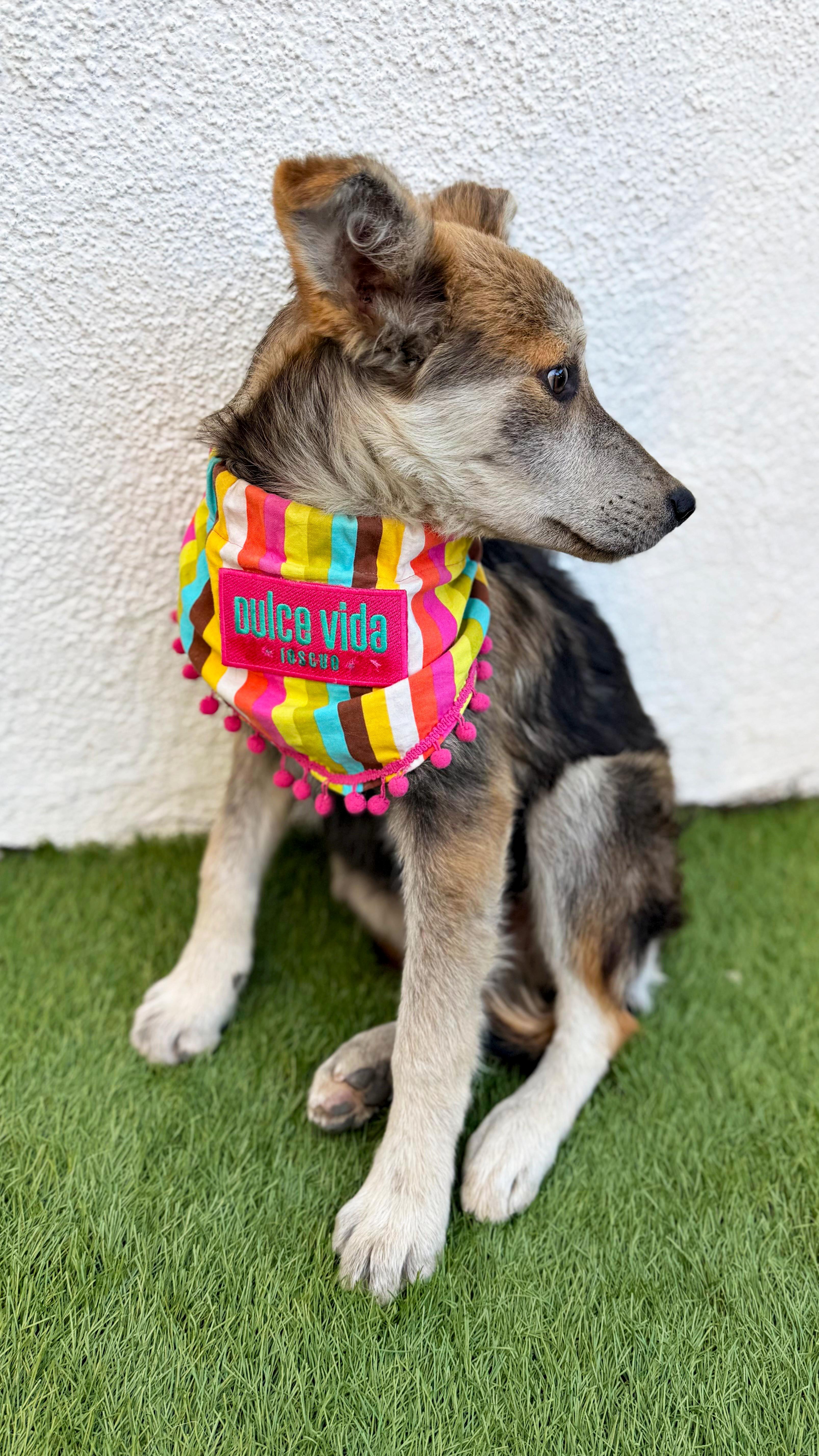 Enlarge LOVIE, a Adoptable mixed breed in San Diego, CA image 5/6