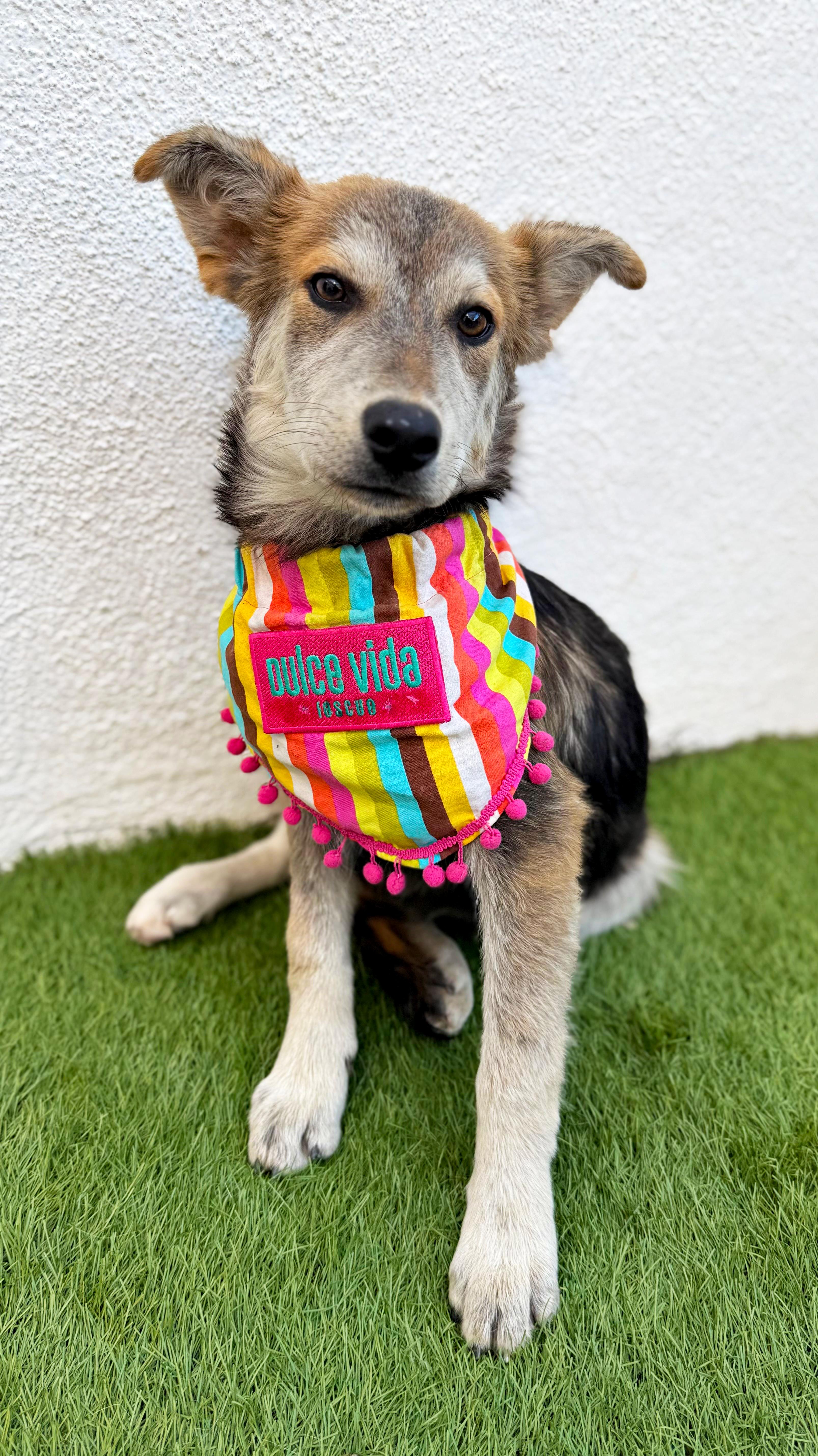 Enlarge LOVIE, a Adoptable mixed breed in San Diego, CA image 6/6