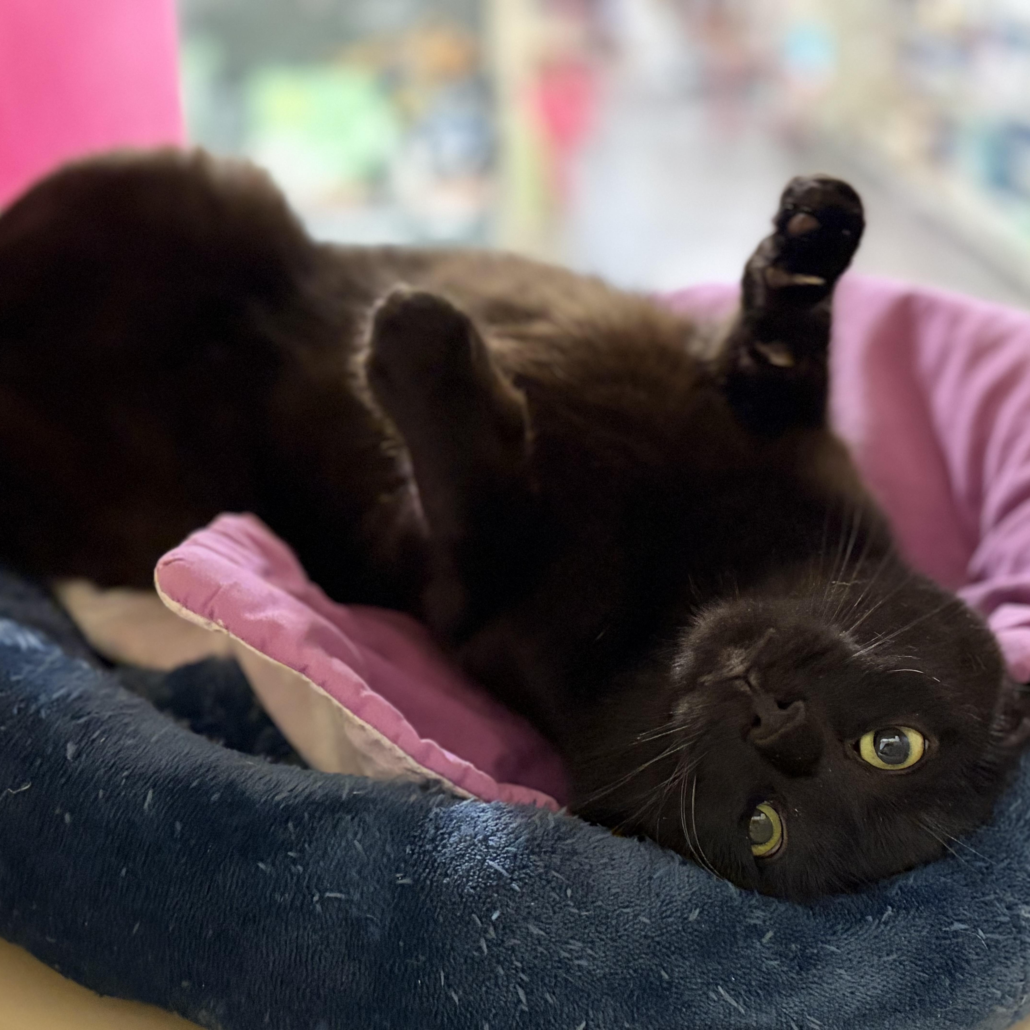 Birch, Adoptable, Young Male Domestic Short Hair.