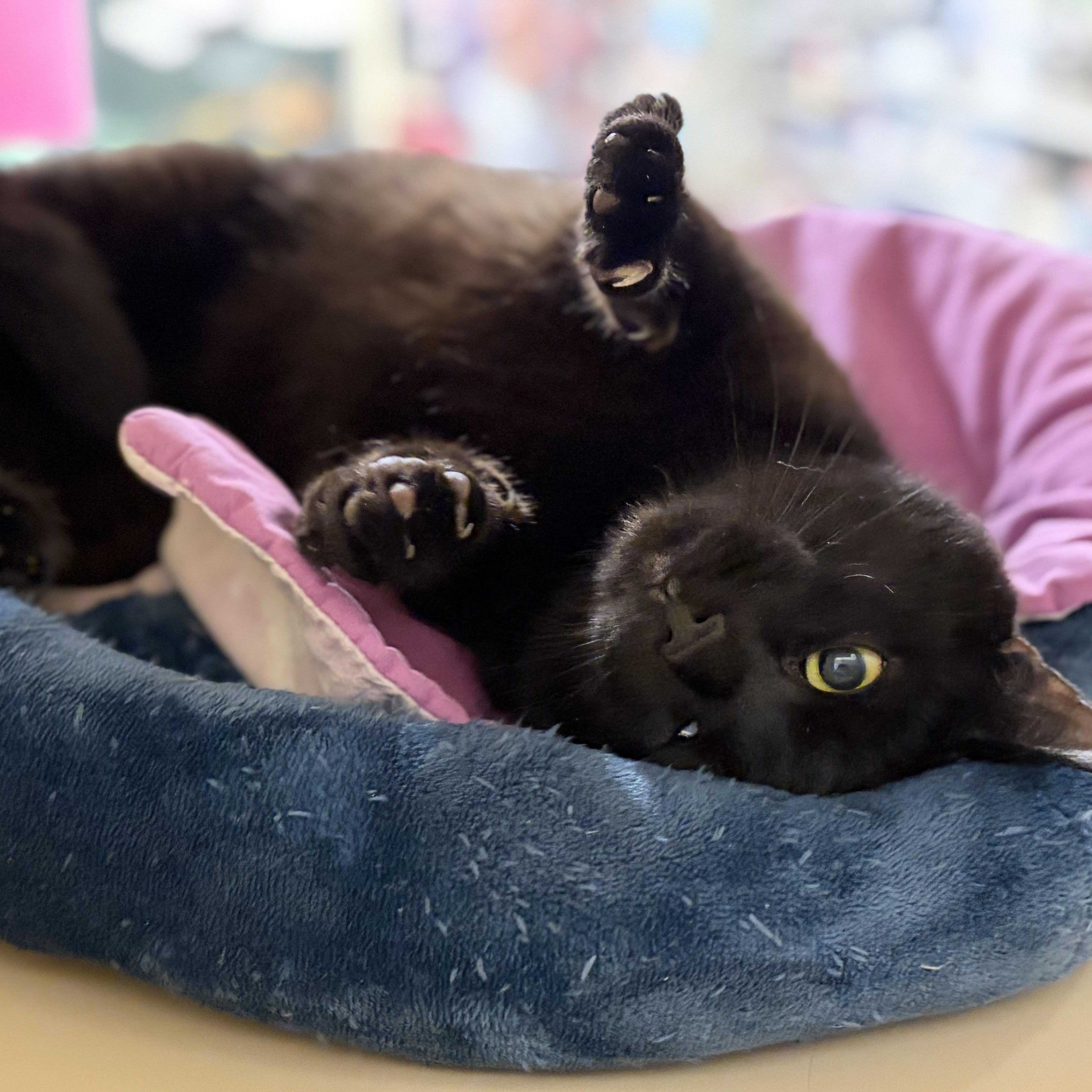 Enlarge Birch, a Adoptable Domestic Short Hair in DeWitt, NY image 4/4