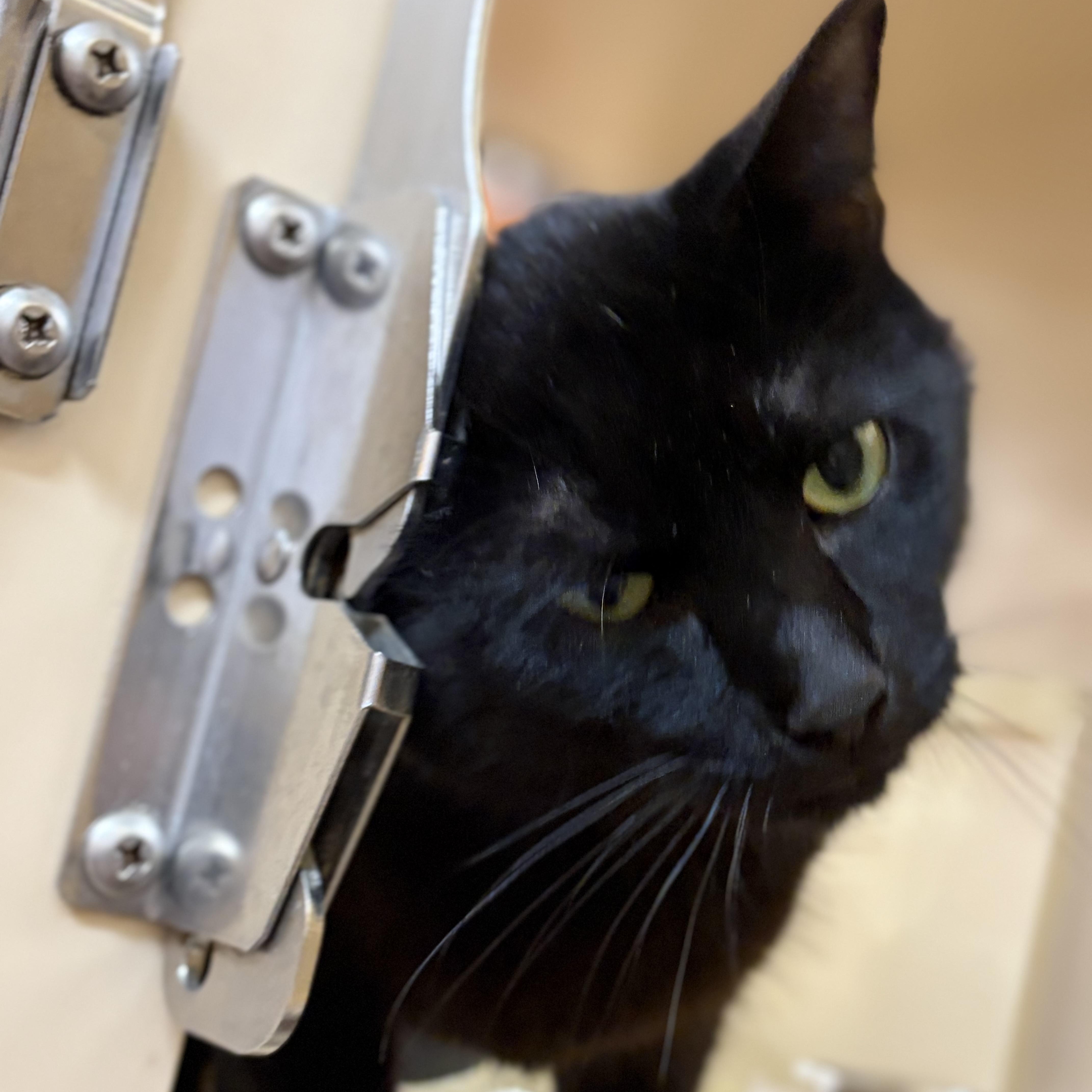 Enlarge Birch, a Adoptable Domestic Short Hair in DeWitt, NY image 3/4