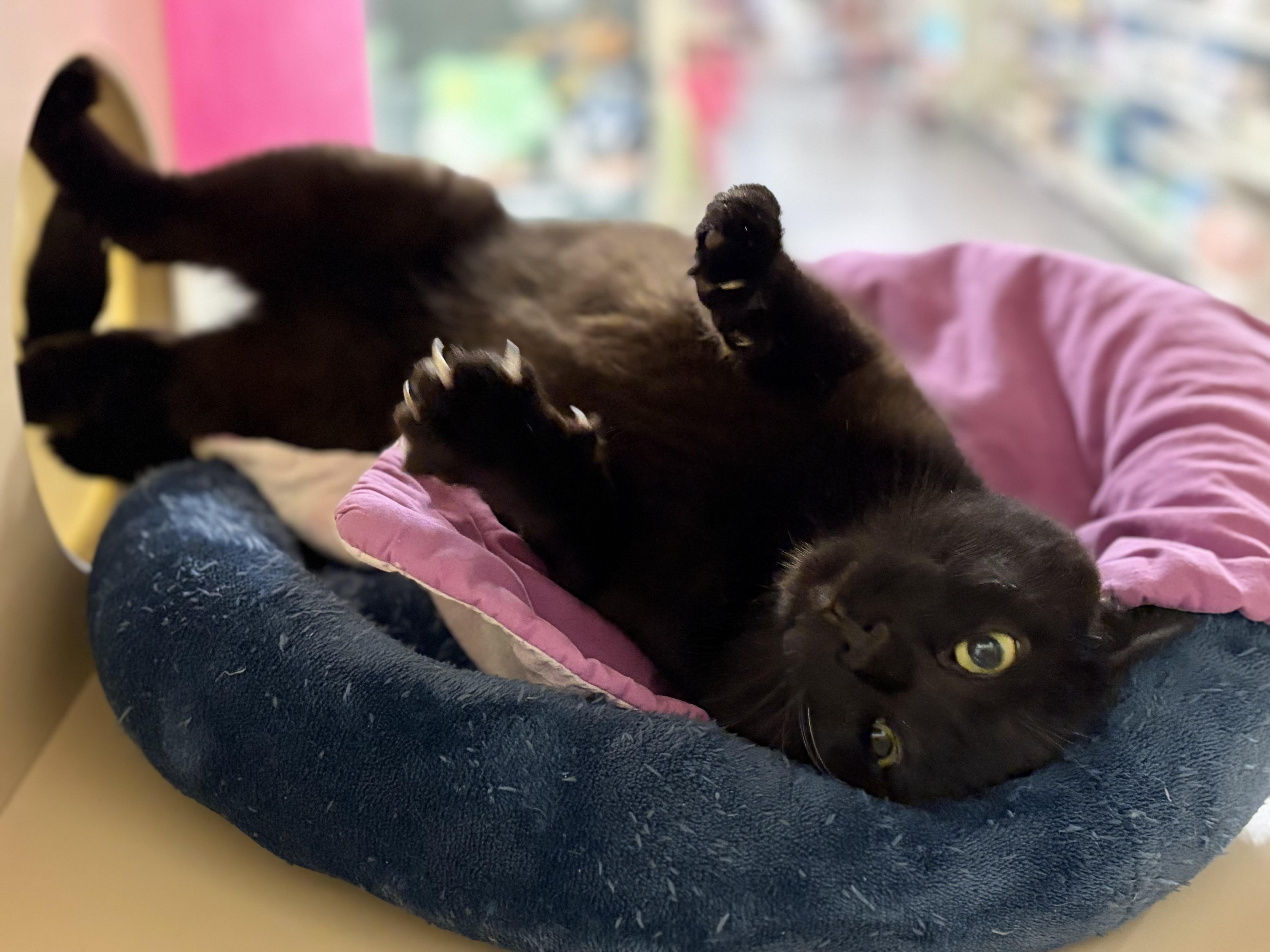 Enlarge Birch, a Adoptable Domestic Short Hair in DeWitt, NY image 2/4