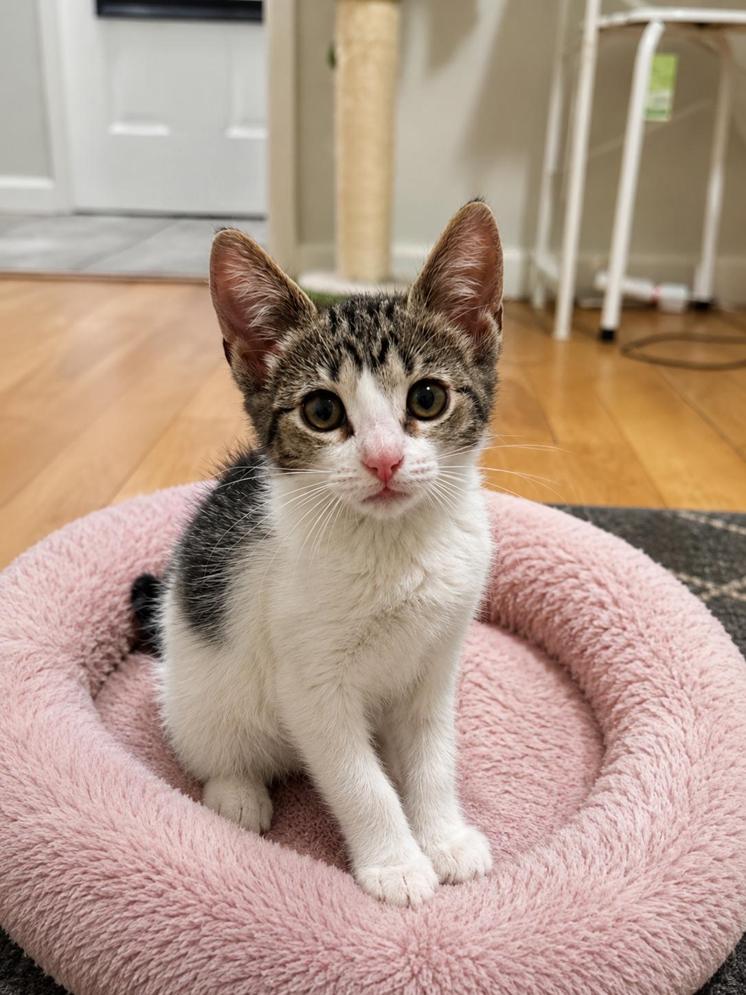 Crystal, Adoptable, Kitten Female Domestic Short Hair.