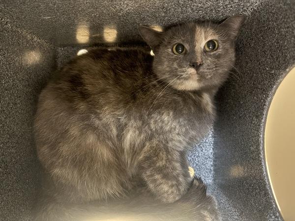 Working Cat Aquamarine, Adoptable, Young Female Domestic Short Hair.