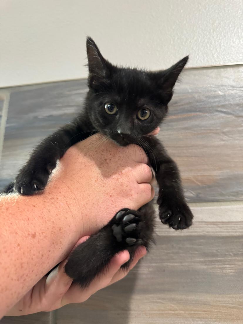 Hollyhock, an adoptable Domestic Short Hair in Dickinson, ND, 58601 | Photo Image 1