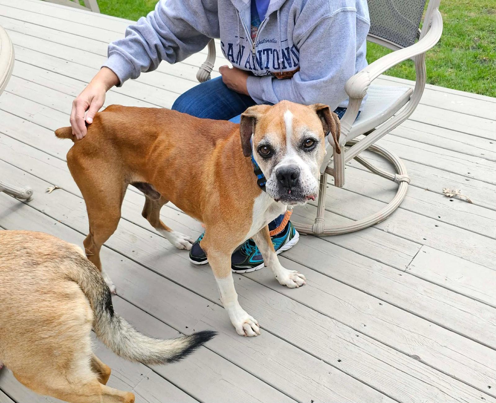 Ridge, Adoptable, Senior Male Boxer.