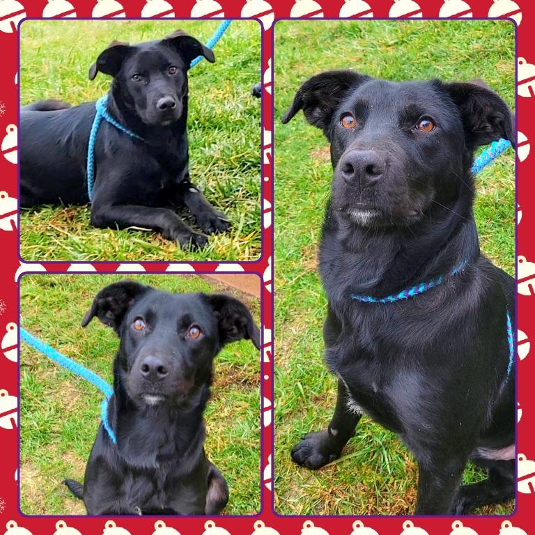 HAVOC, ADOPTABLE, Puppy Male Mixed Breed.