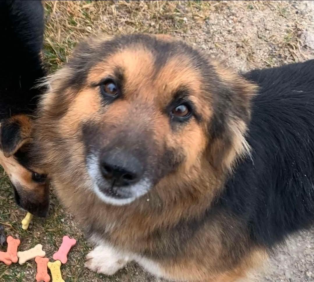 Dixie, ADOPTABLE, Adult Female Shepherd.