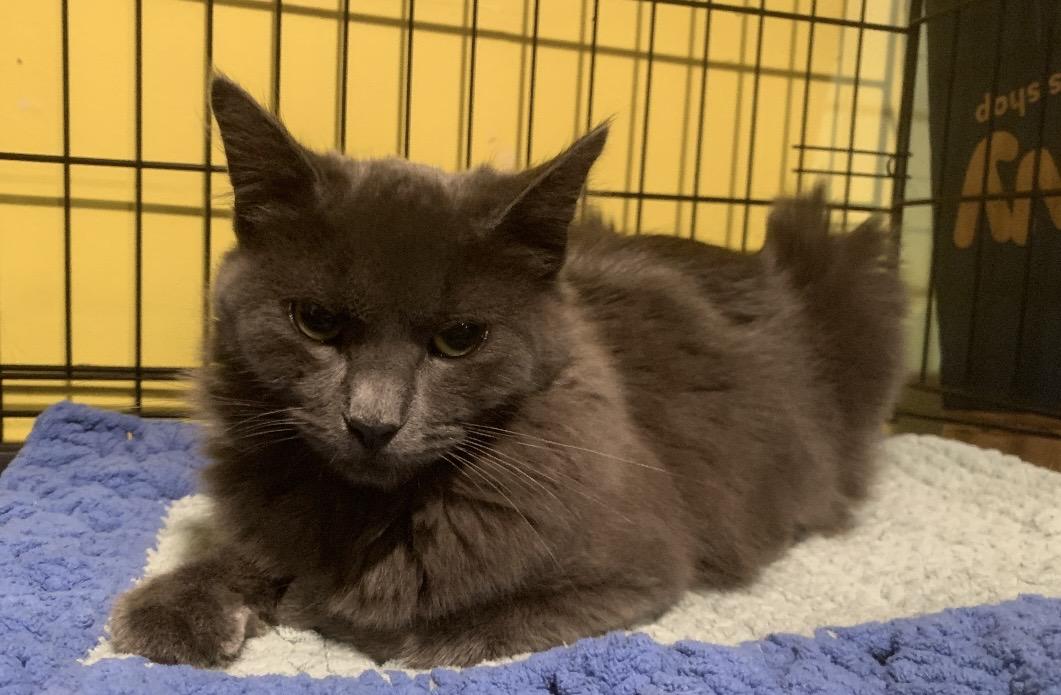 Greyson, a Adopted mixed breed in Havertown, PA image 1/5