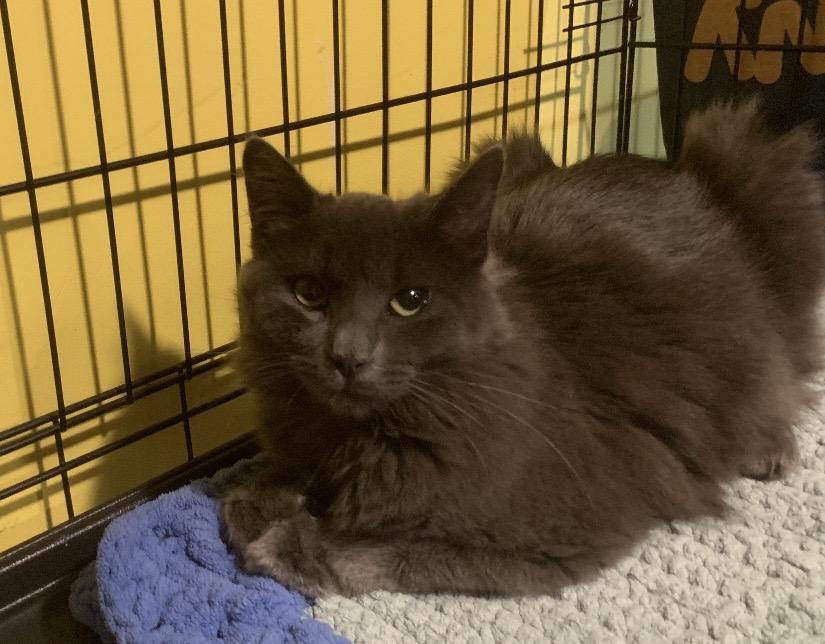 Greyson, a Adopted mixed breed in Havertown, PA image 2/5