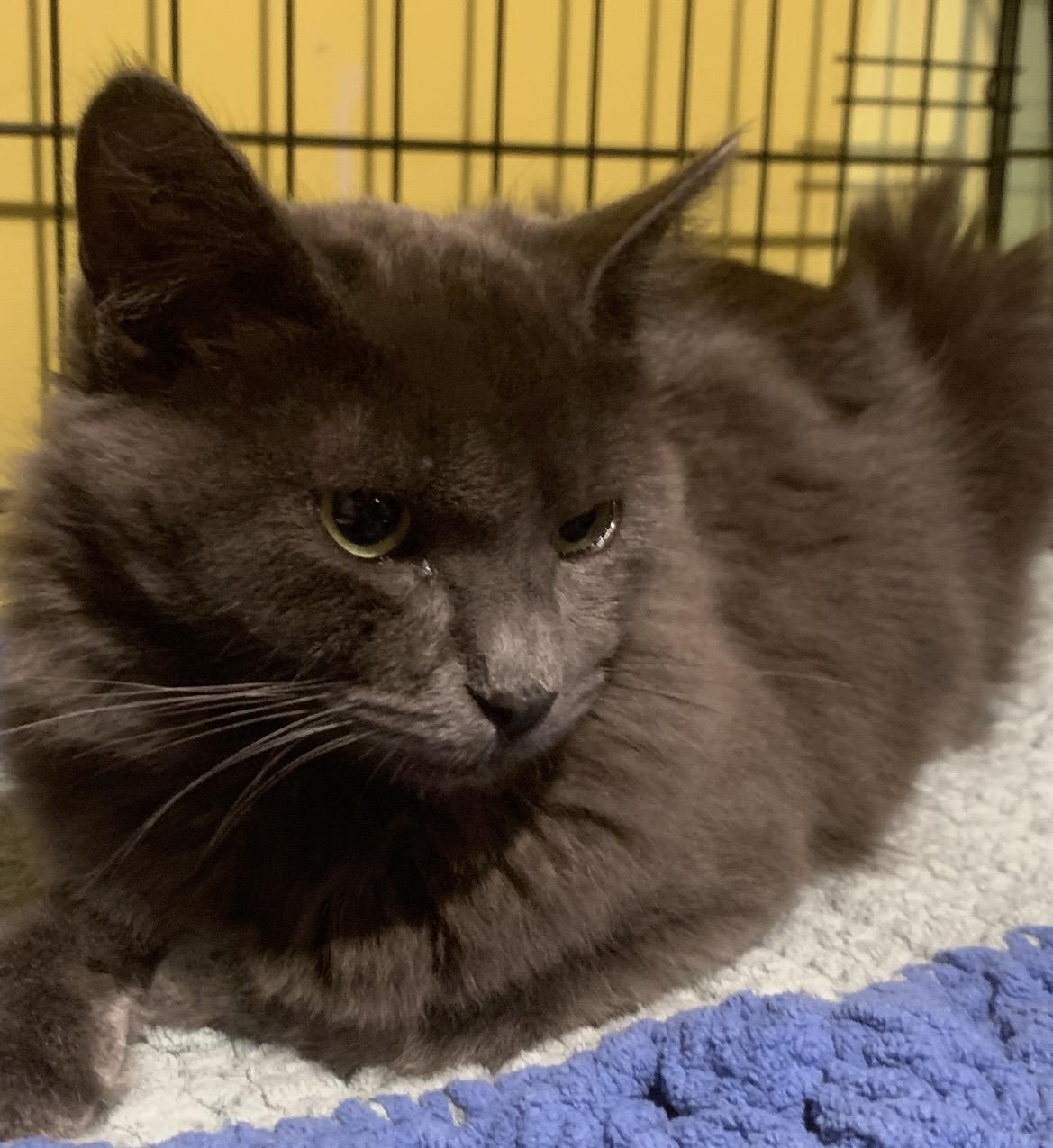 Greyson, a Adopted mixed breed in Havertown, PA image 3/5