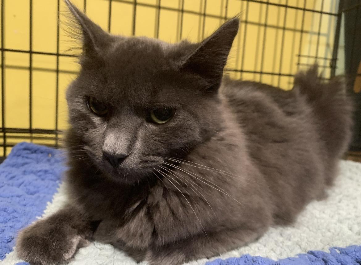 Greyson, a Adopted mixed breed in Havertown, PA image 4/5