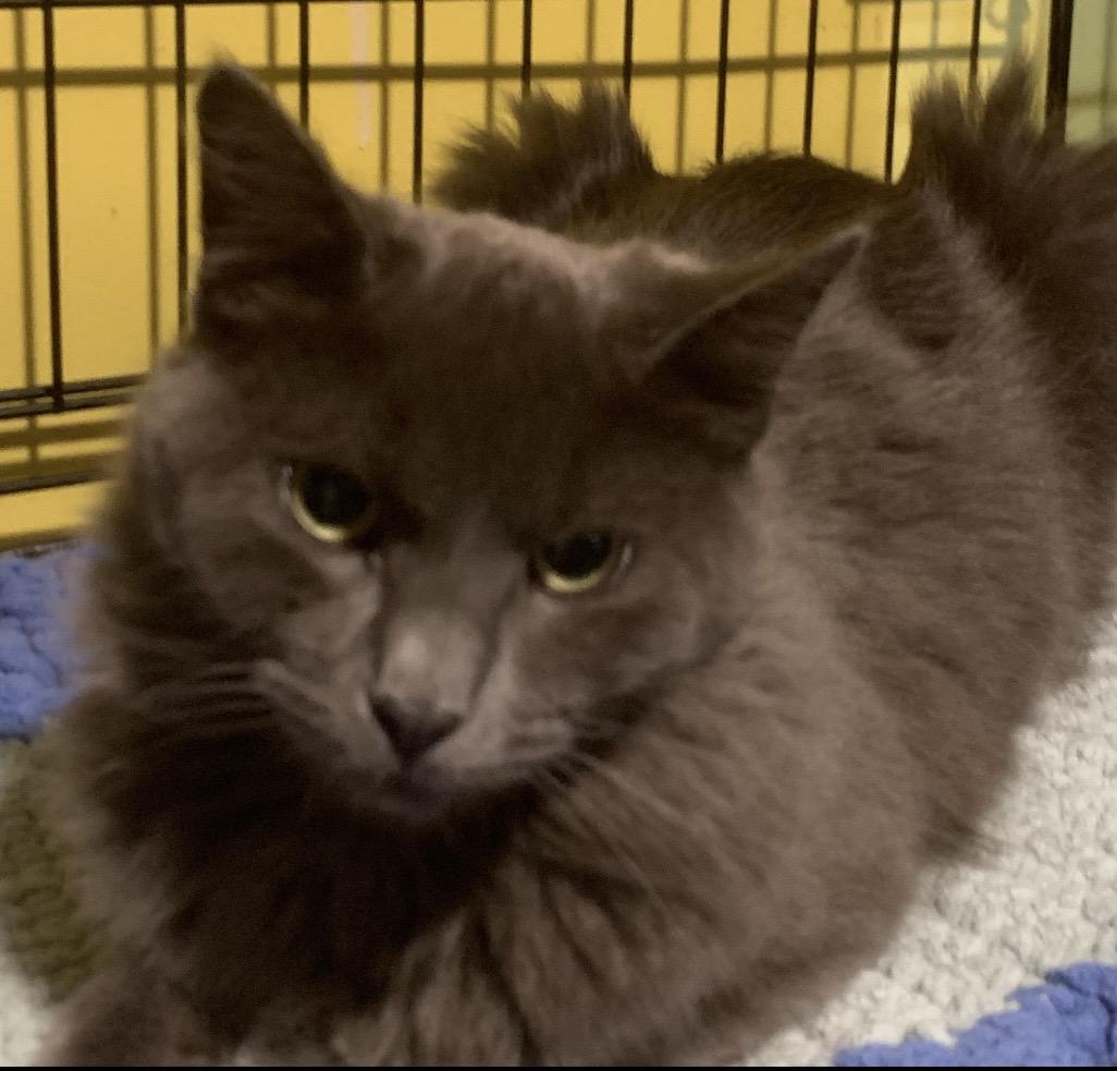 Greyson, a Adopted mixed breed in Havertown, PA image 5/5
