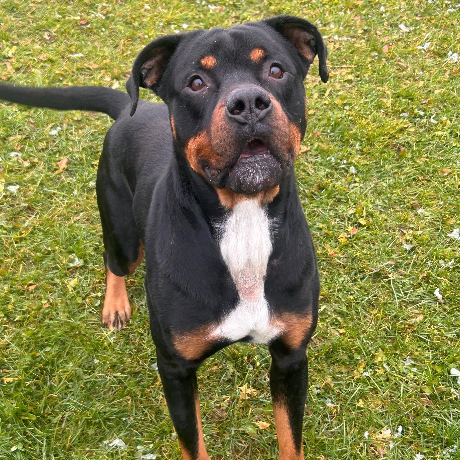 Enlarge Goshen, a Adoptable Rottweiler in Seneca, PA image 1/3