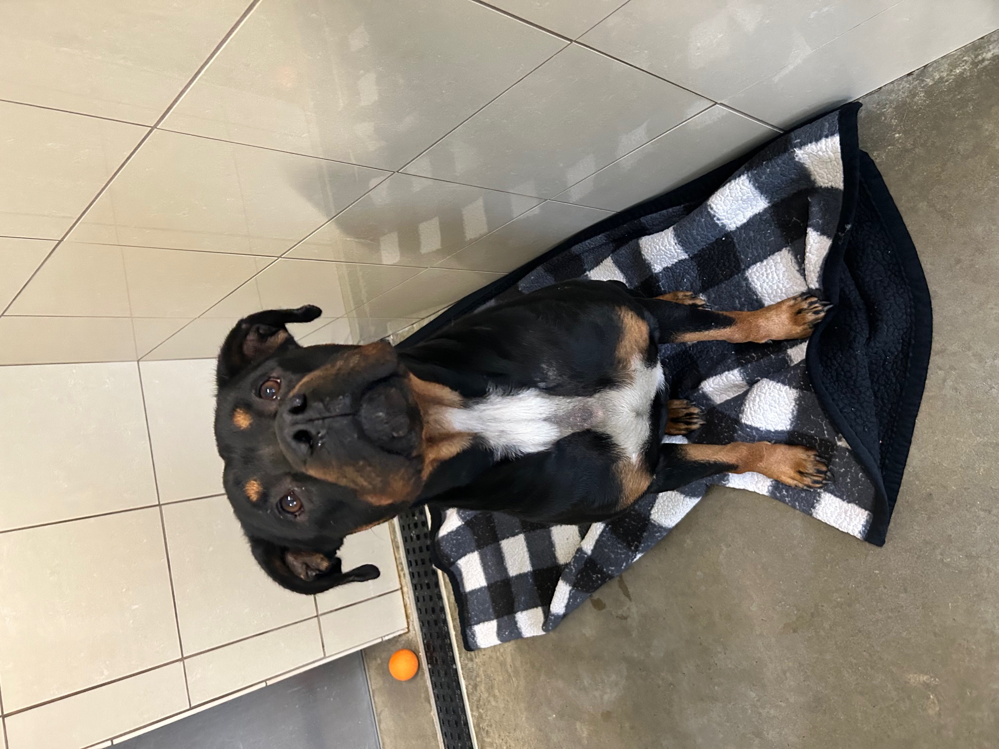 Enlarge Goshen, a Adoptable Rottweiler in Seneca, PA image 2/3