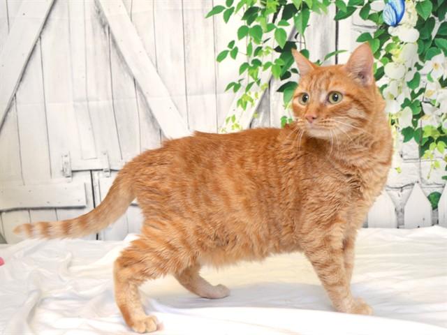 RAMBO, Adoptable, Adult Male Domestic Short Hair & Domestic Short Hair.