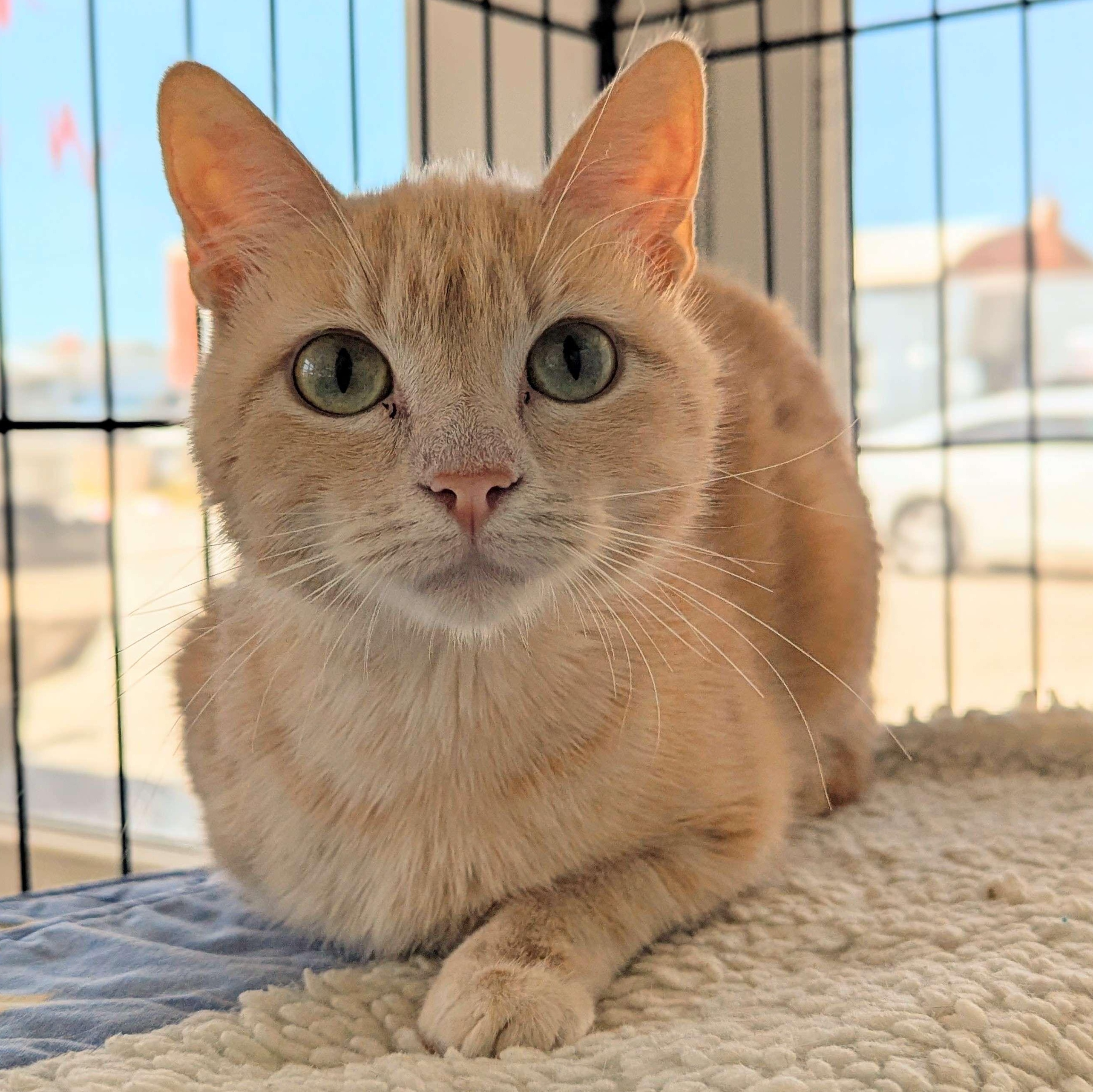 Genesis - Love Bug, Adult Female Domestic Short Hair