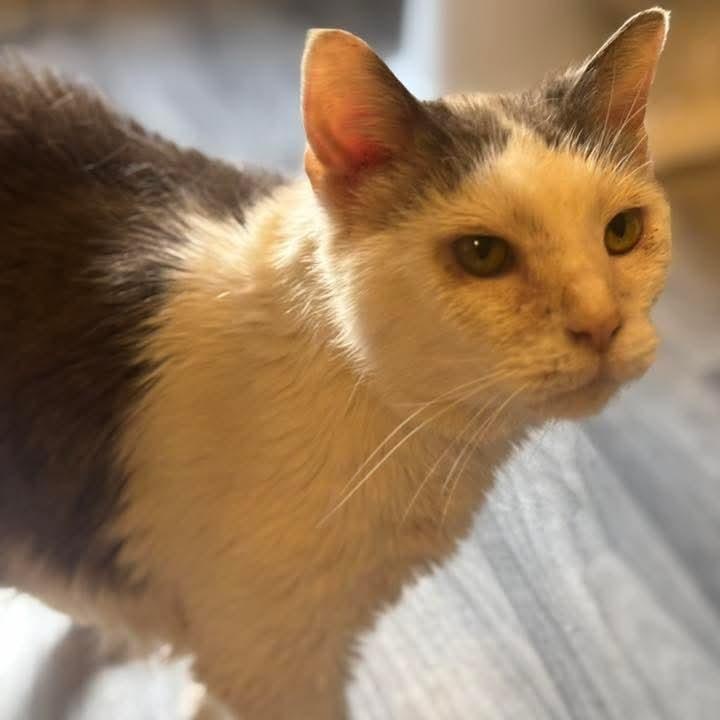 Dill Pickle, Adoptable, Senior Male Domestic Short Hair.