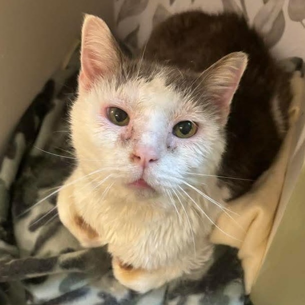 Dill Pickle, a Adoptable Domestic Short Hair in Kentwood, MI image 3/5