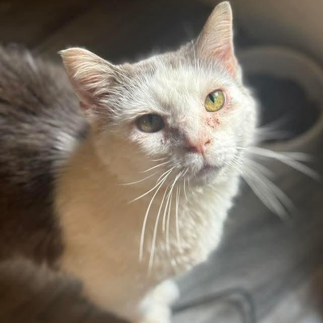 Dill Pickle, a Adoptable Domestic Short Hair in Kentwood, MI image 4/5