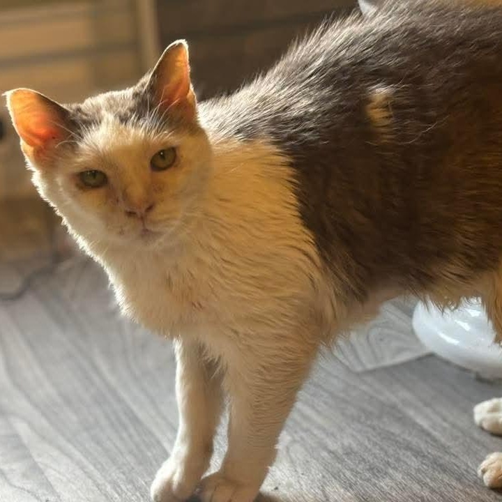 Dill Pickle, a Adoptable Domestic Short Hair in Kentwood, MI image 5/5