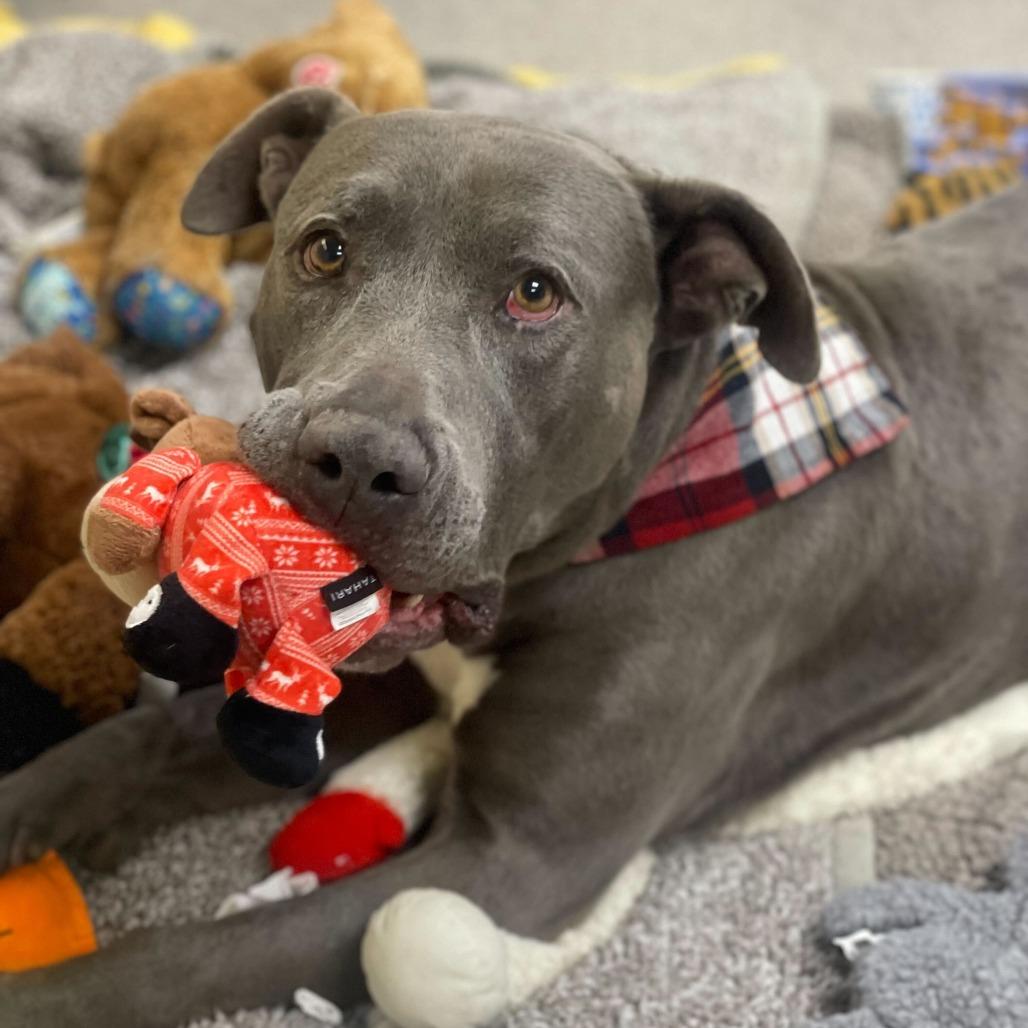 Cider, a Adoptable mixed breed in Naperville, IL image 1/6