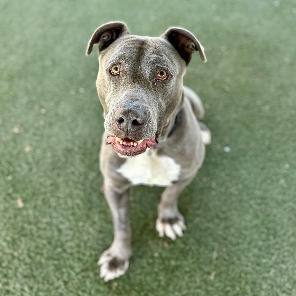 Cider, a Adoptable mixed breed in Naperville, IL image 2/6