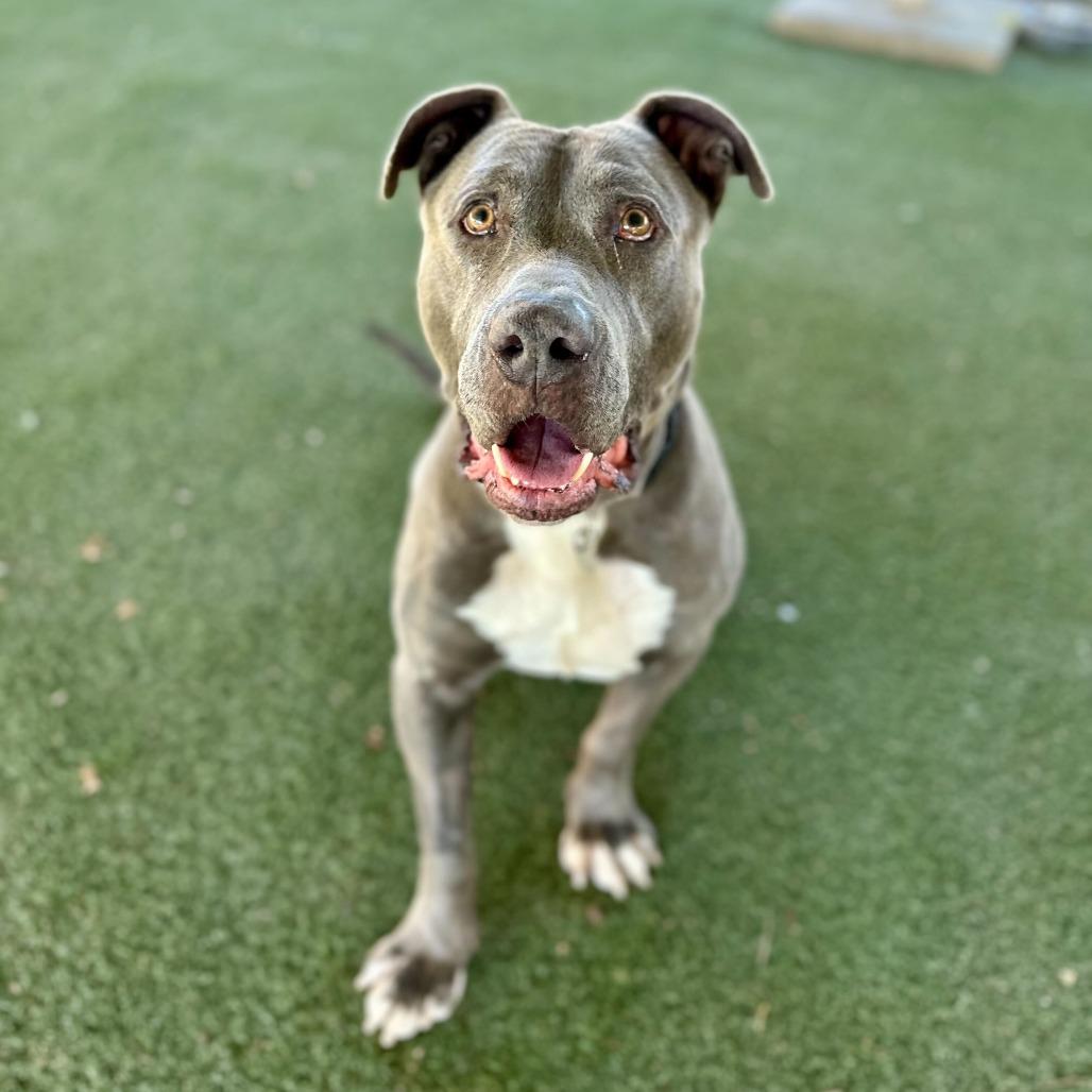 Cider, a Adoptable mixed breed in Naperville, IL image 3/6