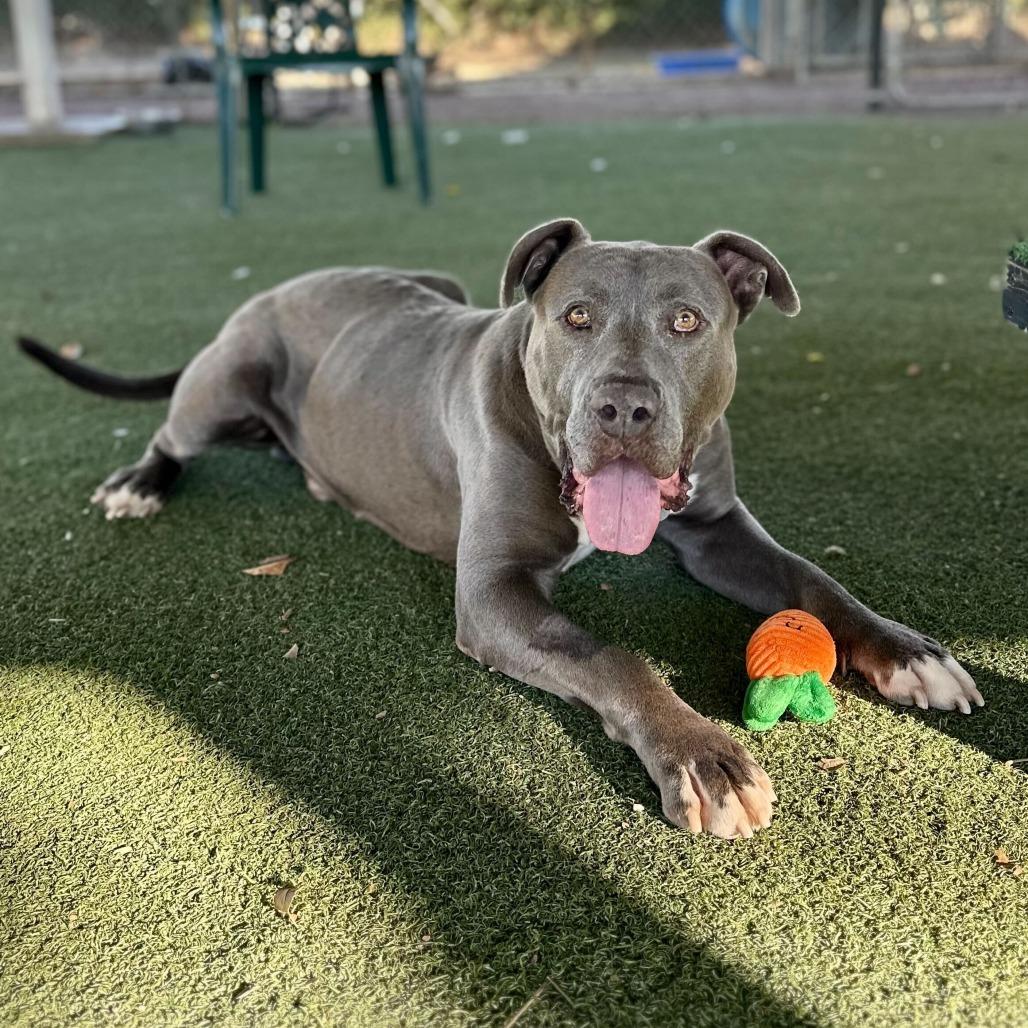 Cider, a Adoptable mixed breed in Naperville, IL image 4/6