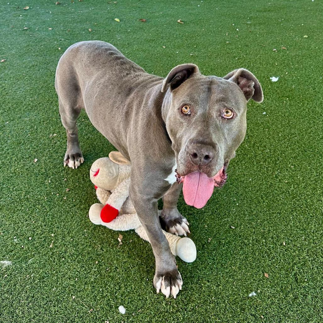 Cider, a Adoptable mixed breed in Naperville, IL image 5/6