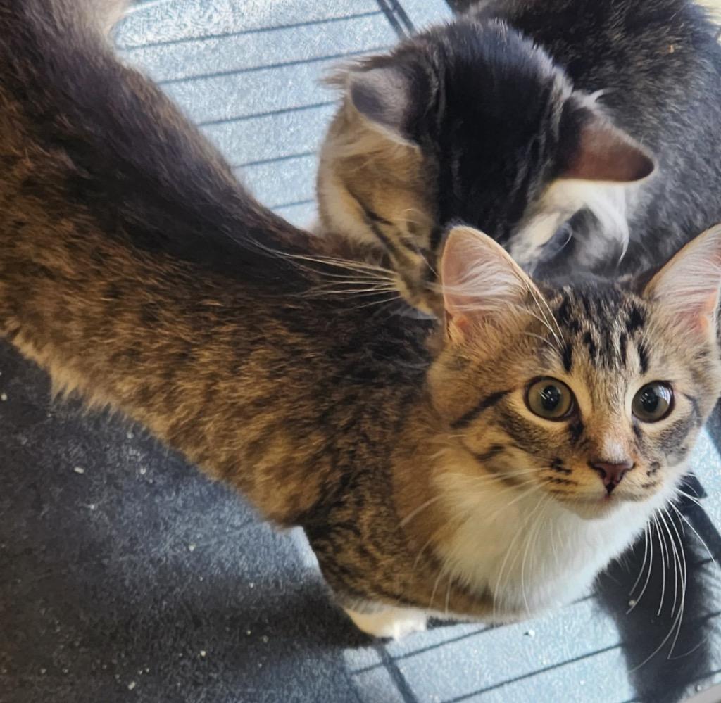 Slate, Adopted, Kitten Female Domestic Short Hair.
