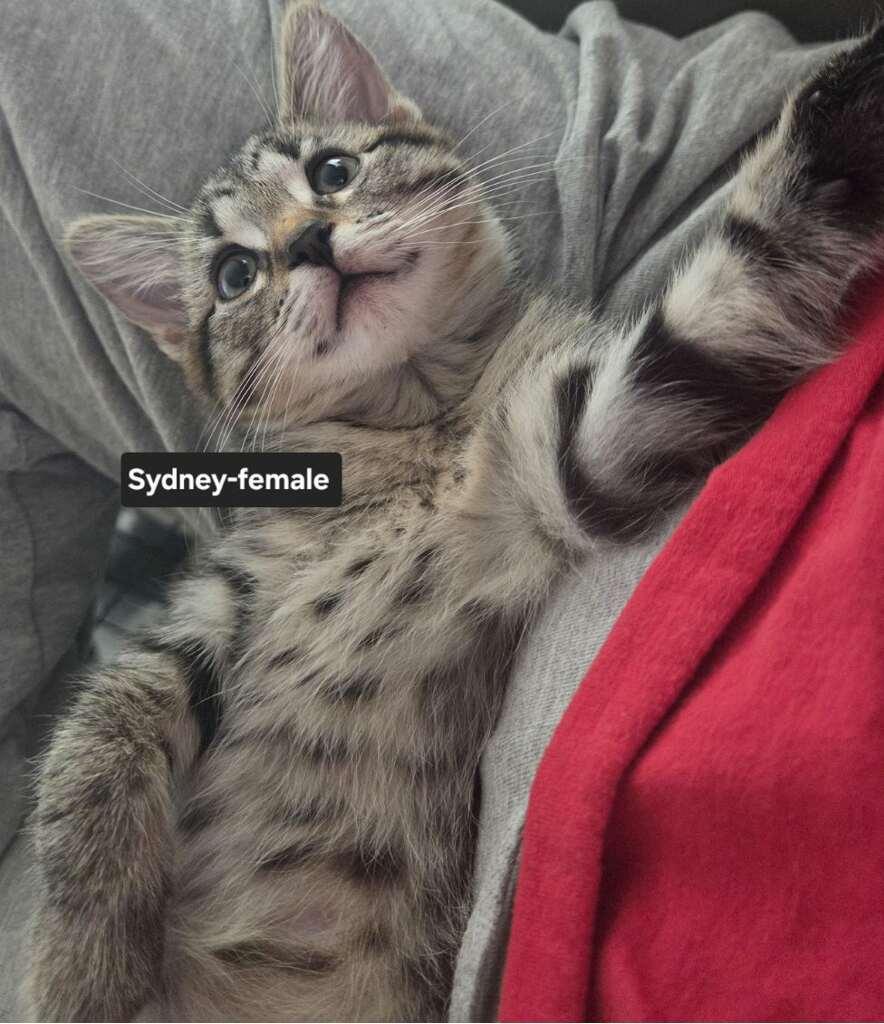 Enlarge Sydney, a Adoptable Tabby in Livonia, MI image 2/3
