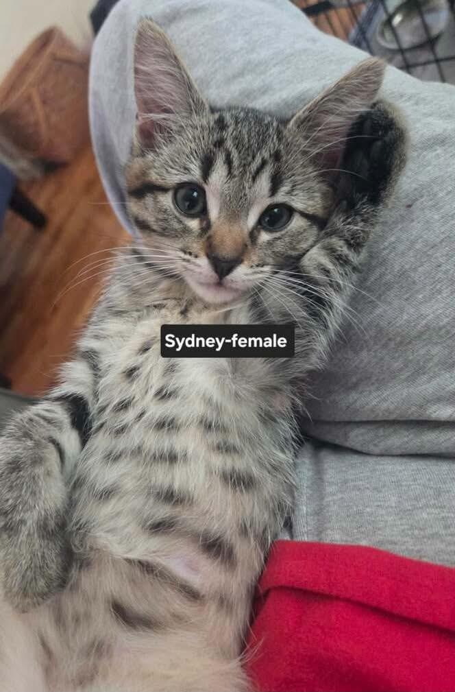 Sydney, Adoptable, Kitten Female Tabby.