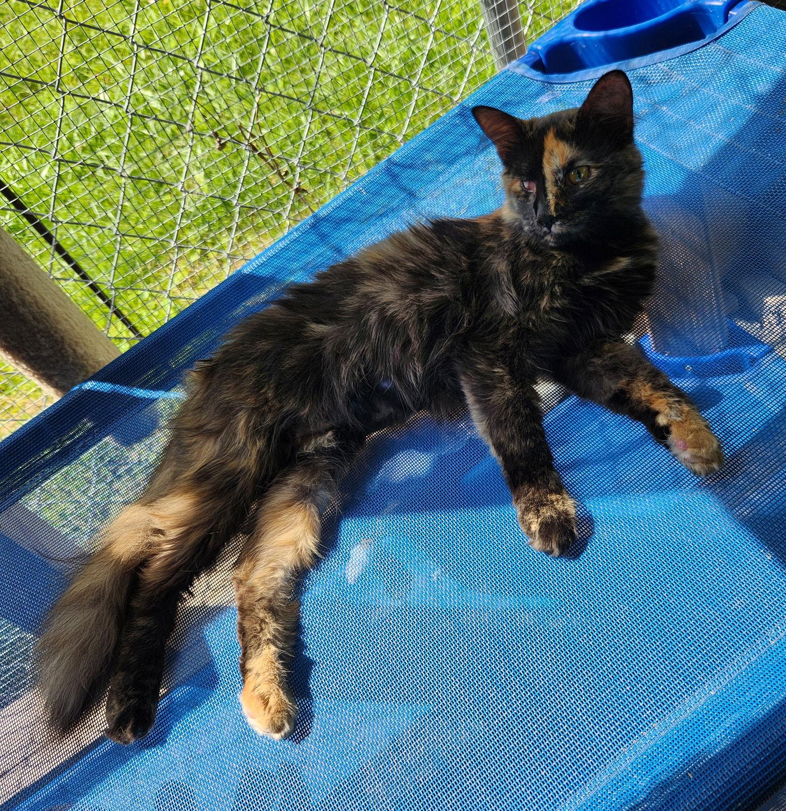 Antoinette, Adoptable, Young Female Domestic Short Hair.