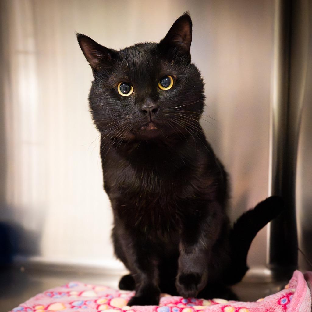 Enlarge Atari, a Adoptable mixed breed in Twentynine Palms, CA image 1/4