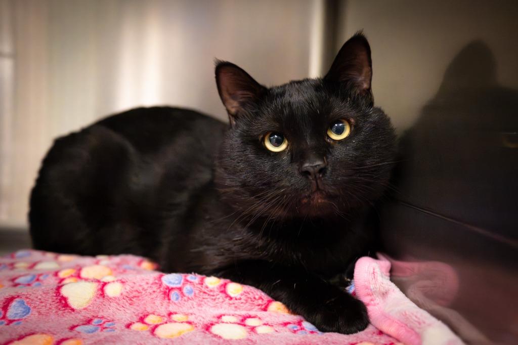 Enlarge Atari, a Adoptable mixed breed in Twentynine Palms, CA image 2/4