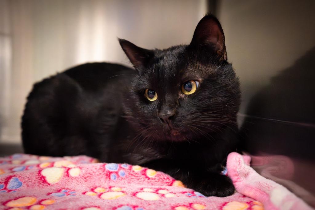 Enlarge Atari, a Adoptable mixed breed in Twentynine Palms, CA image 3/4