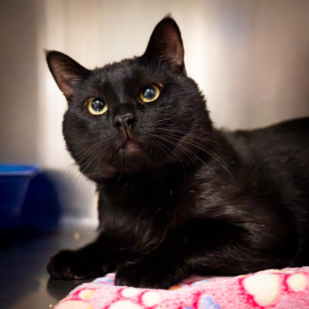 Enlarge Atari, a Adoptable mixed breed in Twentynine Palms, CA image 4/4