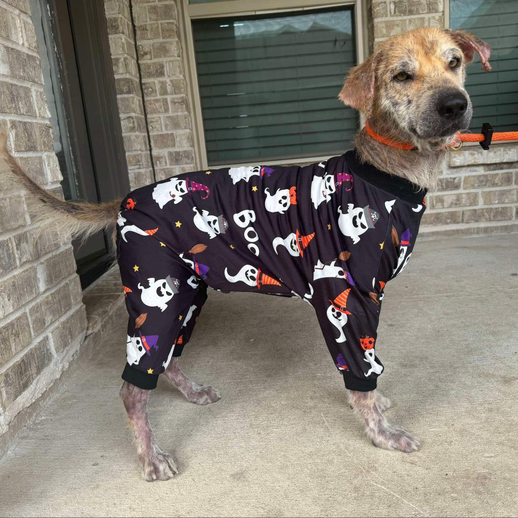 Oliver, Adoptable, Senior Male Labrador Retriever & Mixed Breed.