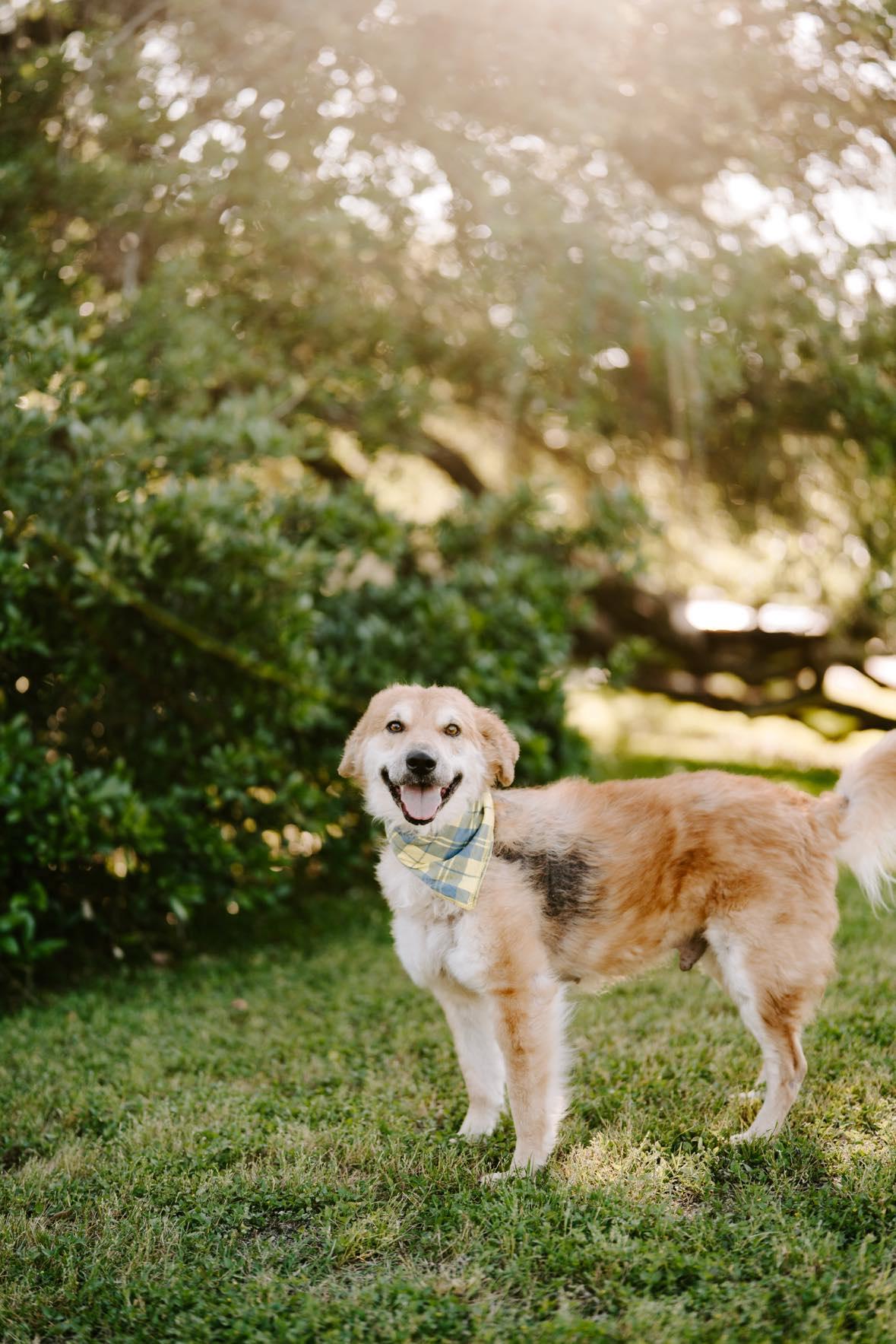 Enlarge Oliver, a Adoptable mixed breed in Ann Arbor, MI image 5/6