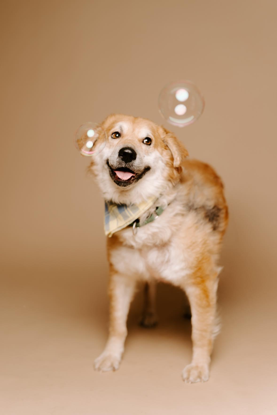 Oliver, Adoptable, Adult Male Labrador Retriever & Golden Retriever.