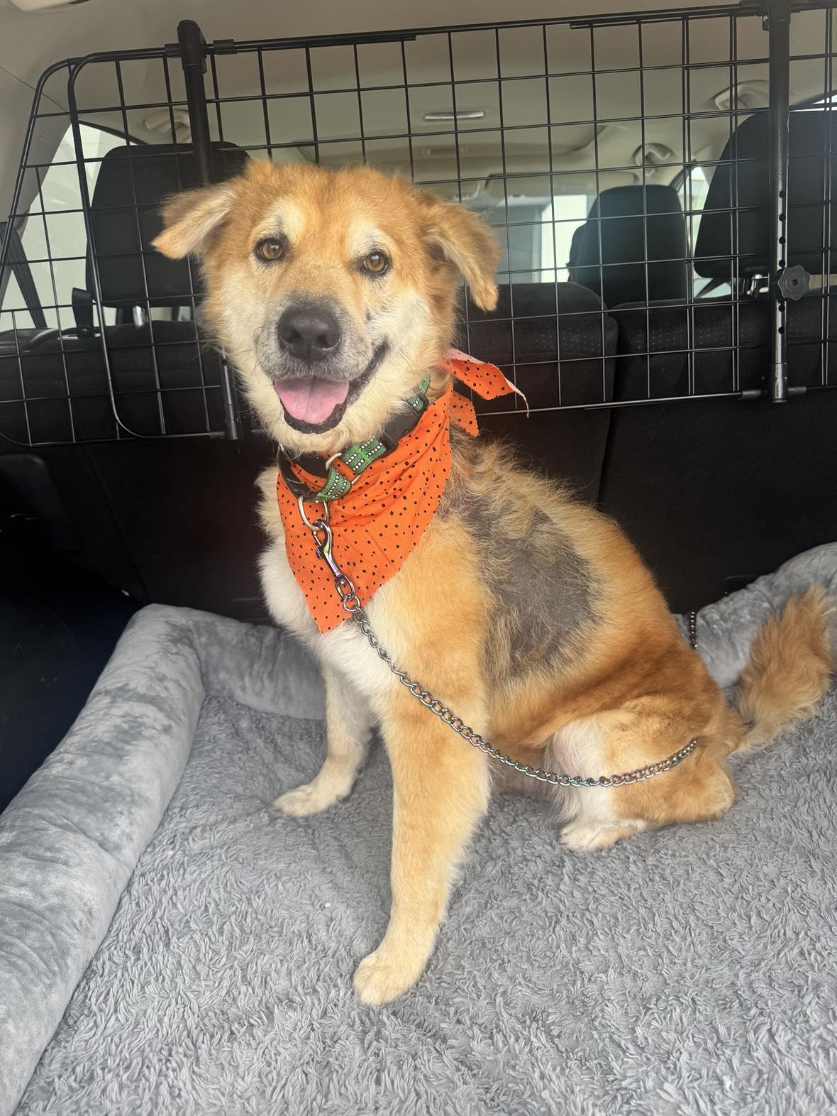 Enlarge Oliver, a Adoptable mixed breed in Ann Arbor, MI image 1/6