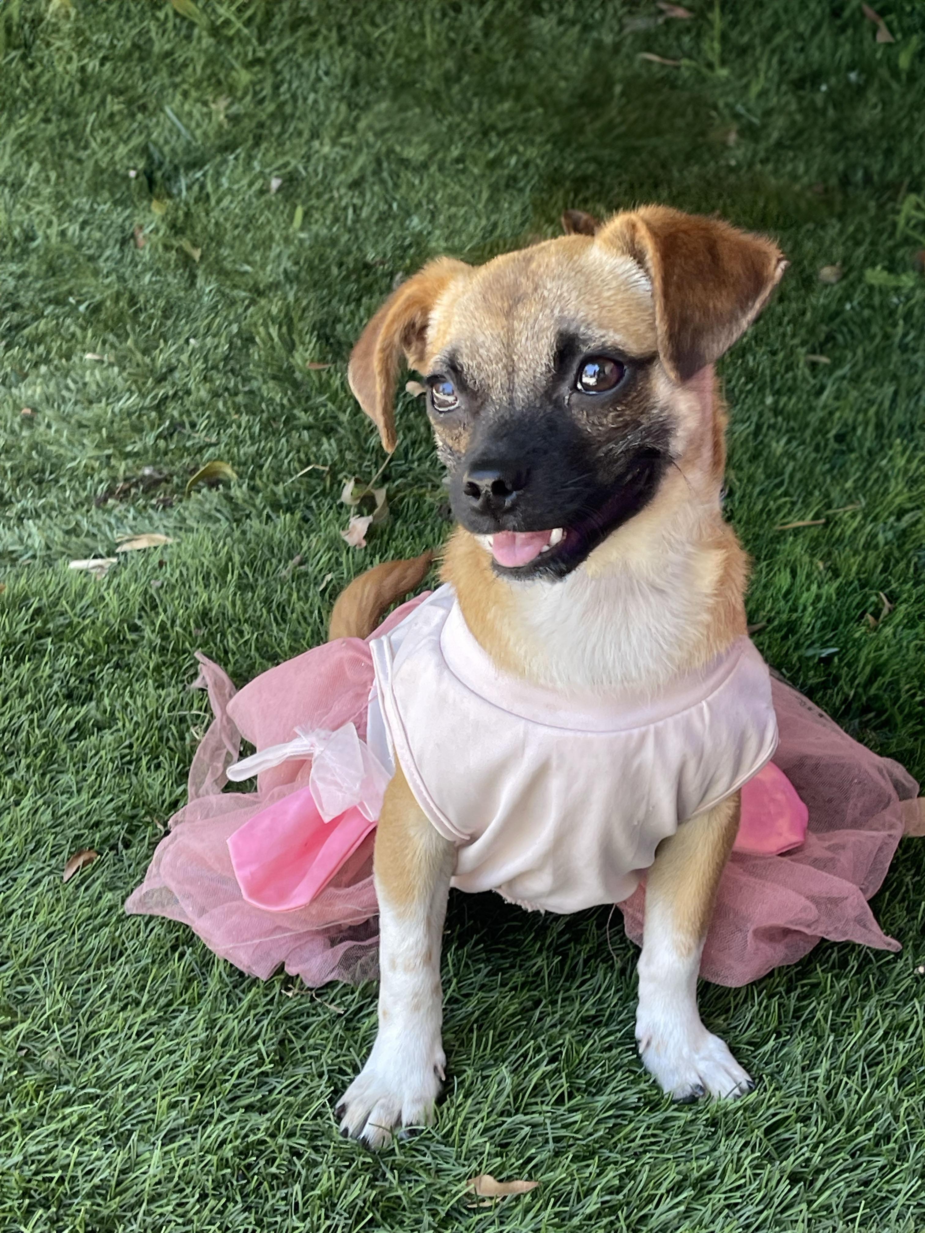 JEWEL, an adopted Chihuahua in Rowland Heights, CA image 2/3