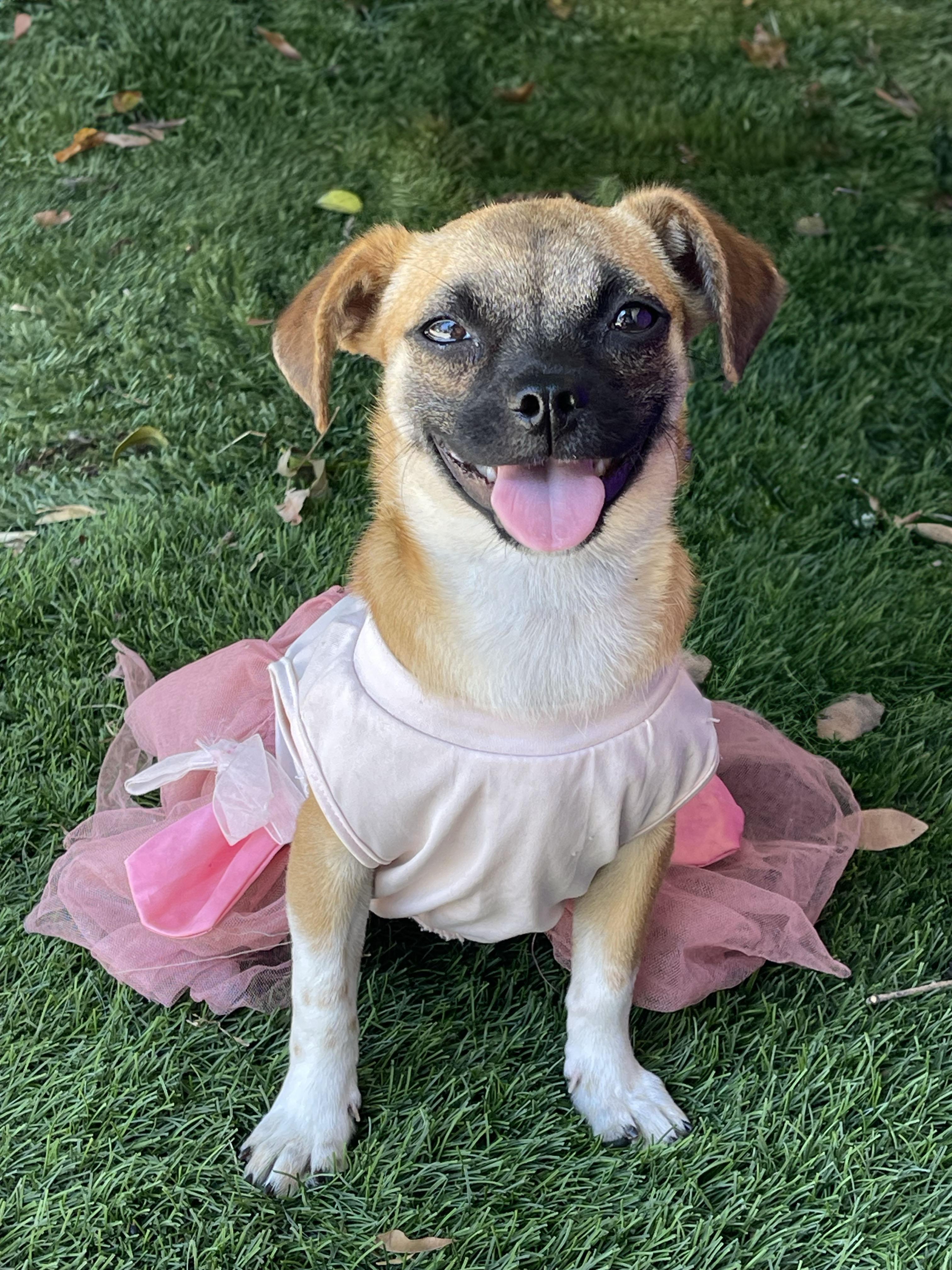 JEWEL, an adopted Chihuahua in Rowland Heights, CA image 3/3