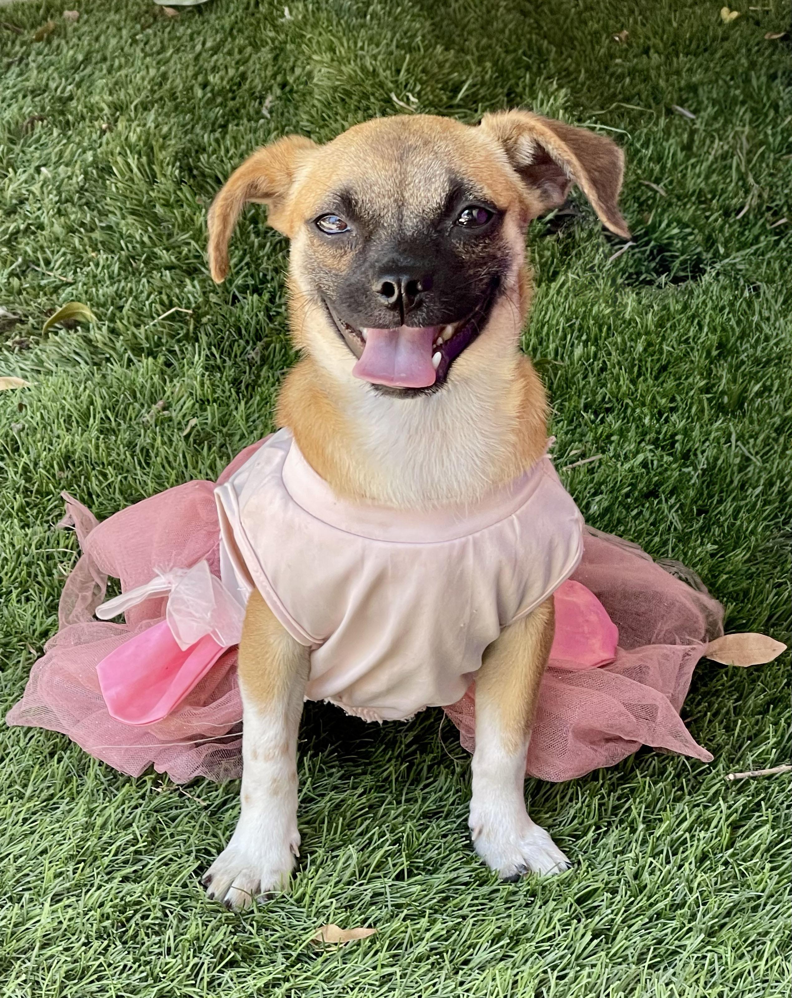 JEWEL, adopted, Young Female Chihuahua.