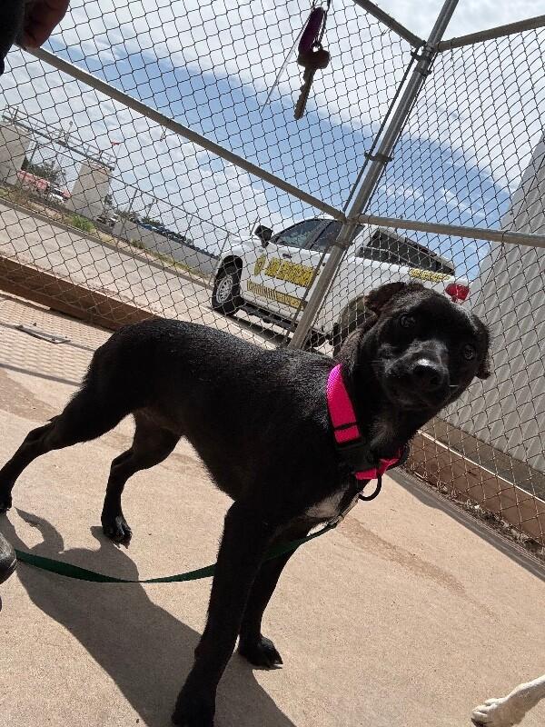 Enlarge eve, a Adoptable Mixed Breed in Hobbs, NM image 2/6