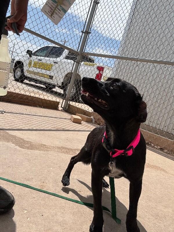 Enlarge eve, a Adoptable Mixed Breed in Hobbs, NM image 3/6