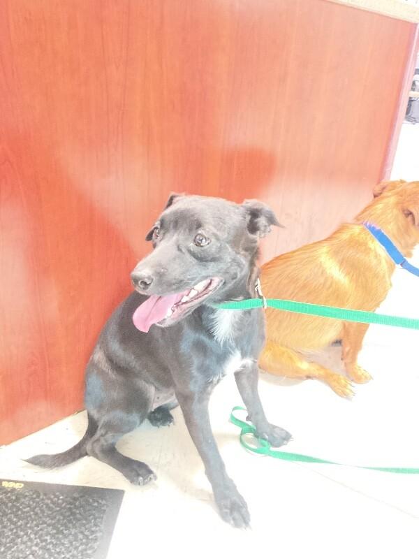 Enlarge eve, a Adoptable Mixed Breed in Hobbs, NM image 4/6